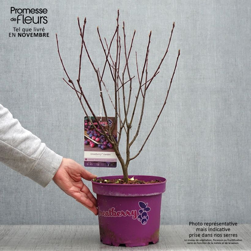 Amostra de Amelanchier alnifolia Greatberry Garden / Northline - Amora-de-saskatoon Vaso de 3 L/4 L, Tufo tal como entregue no outono