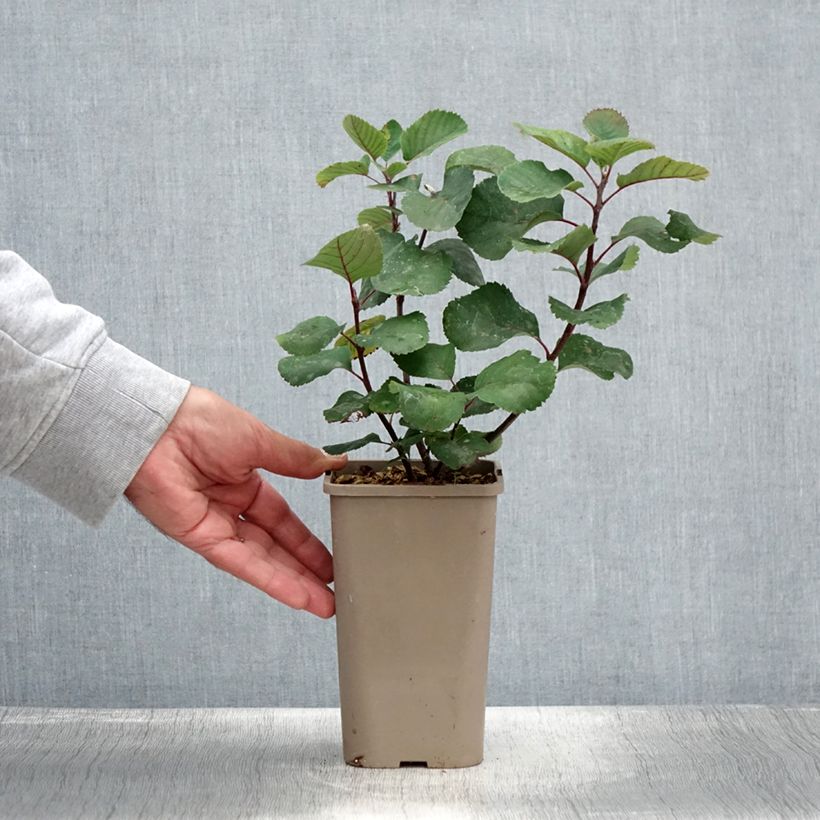 Amostra de Amelanchier alnifolia Martin - Amora-de-saskatoon Vaso de 1,5 L/2 L, Tufo tal como entregue no verão
