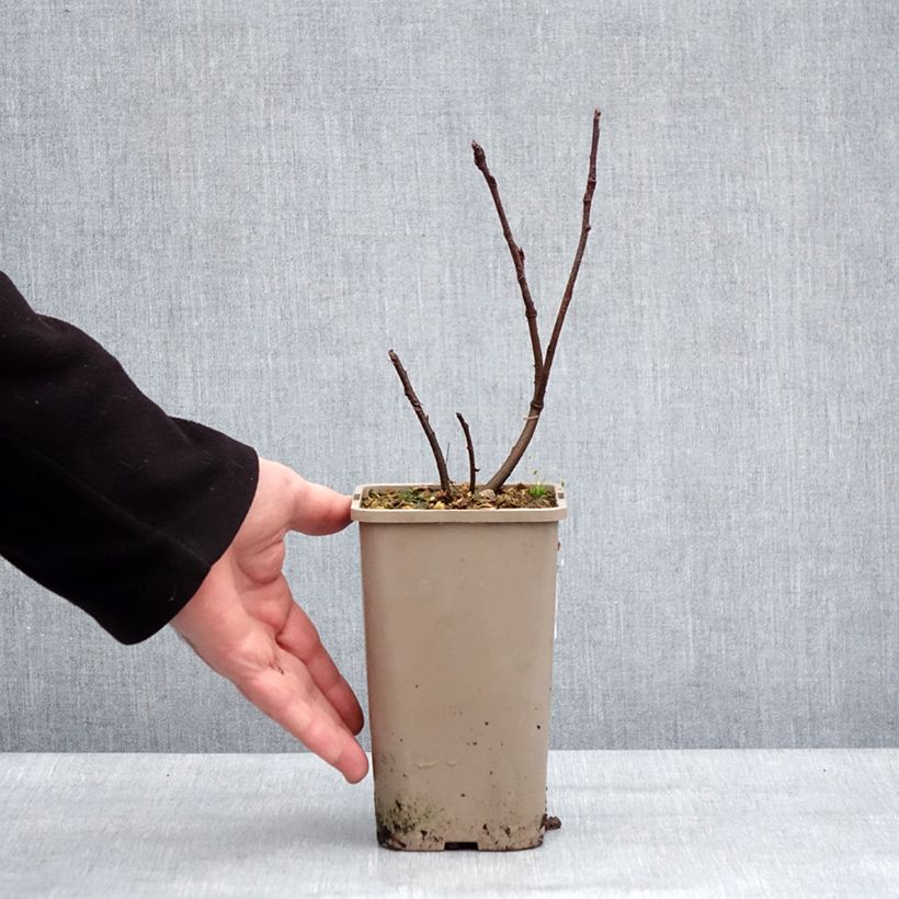 Amostra de Amélanchier alnifolia Martin - Amélanchier à feuilles d'aulne Pot de 1,5L/2L, Touffe tal como entregue no inverno