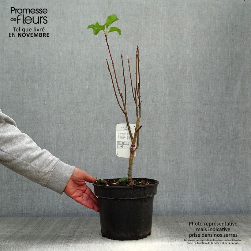 Amostra de Amelanchier alnifolia Obelisk Vaso de 3 L/4 L tal como entregue no outono