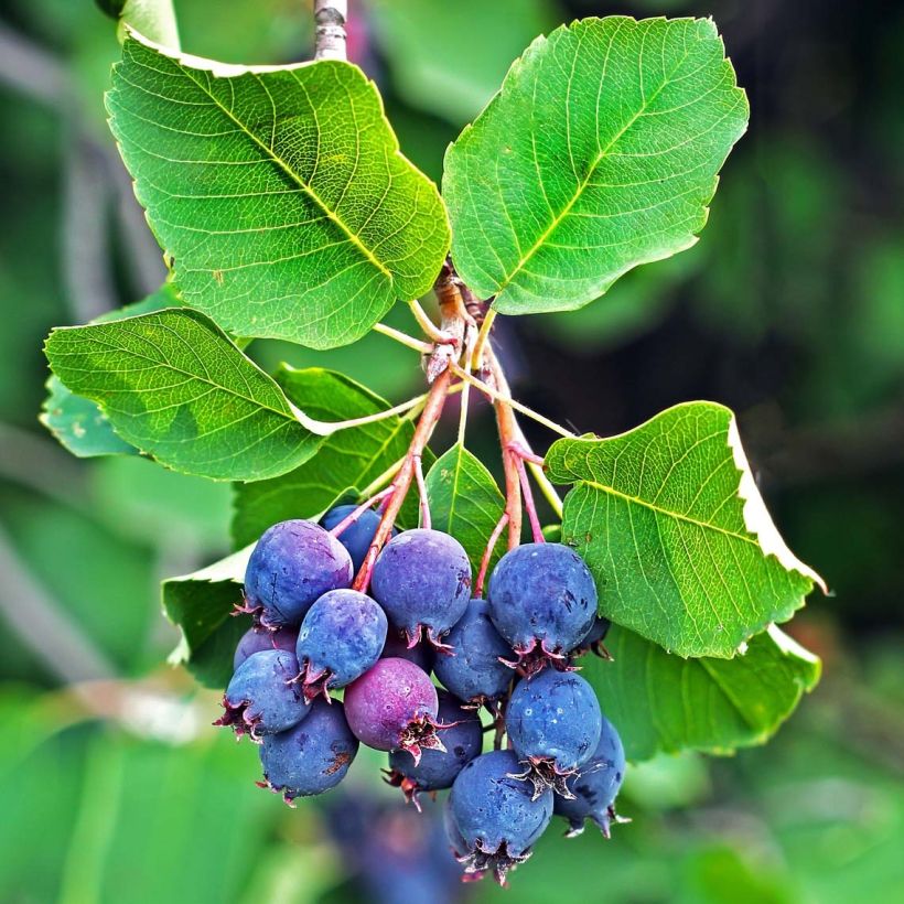 Amelanchier alnifolia Saskatoon Berry - Amora-de-saskatoon (Colheita)