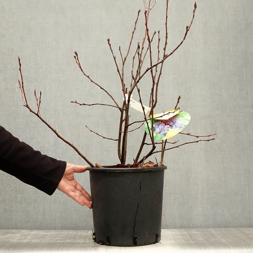Amostra de Amelanchier alnifolia Saskatoon Berry - Amora-de-saskatoon Vaso de 12 L/15 L tal como entregue no outono