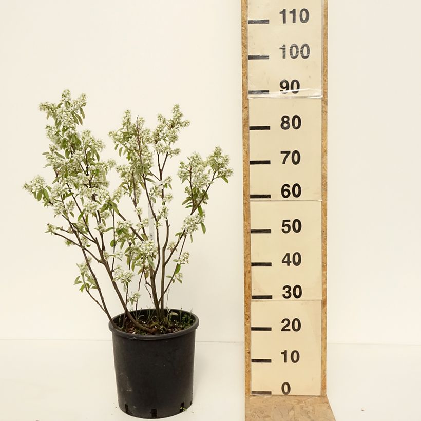 Amostra de Amelanchier alnifolia Saskatoon Berry - Amora-de-saskatoon Vaso de 12 L/15 L tal como entregue na primavera