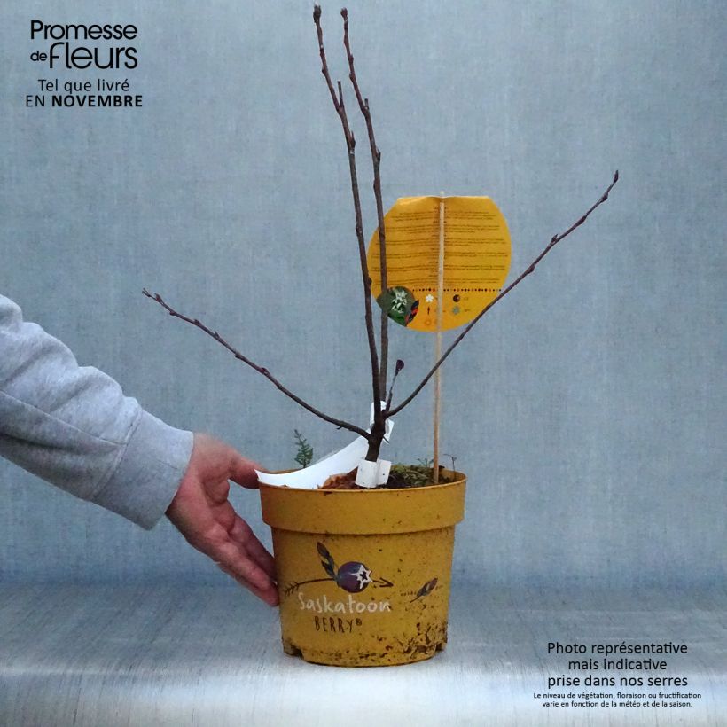 Amostra de Amelanchier alnifolia Saskatoon Berry - Amora-de-saskatoon Vaso de 4 L/5 L tal como entregue no outono