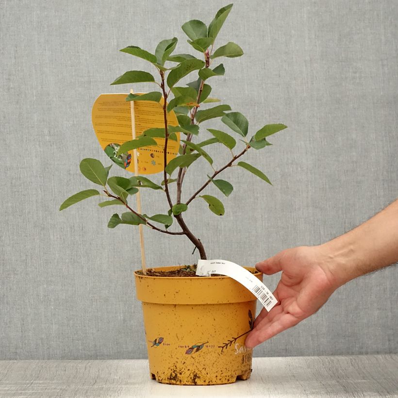 Amostra de Amelanchier alnifolia Saskatoon Berry - Amora-de-saskatoon Vaso de 4 L/5 L tal como entregue no verão