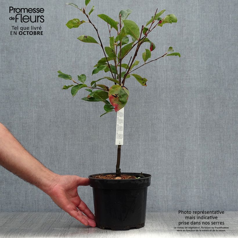 Amostra de Amelanchier laevis Ballerina Vaso de 3 L/4 L tal como entregue no outono