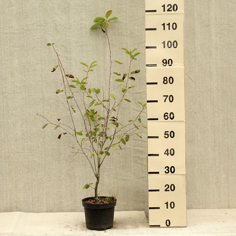 Amostra de Amelanchier laevis Ballerina Vaso de 3 L/4 L tal como entregue no verão