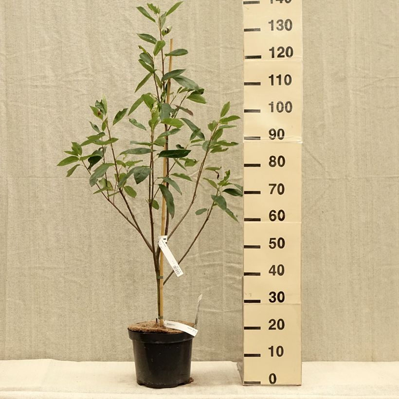 Amostra de Amelanchier laevis Ballerina Vaso de 7,5 L/10 L tal como entregue no outono