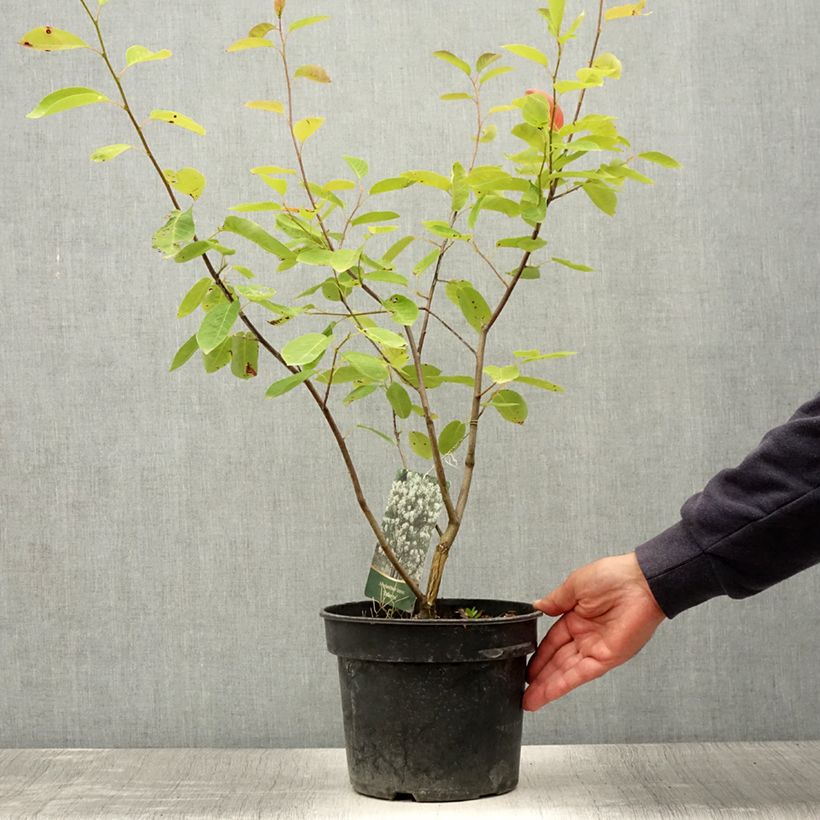Amostra de Amelanchier laevis Ballerina Vaso de 7,5 L/10 L tal como entregue no verão