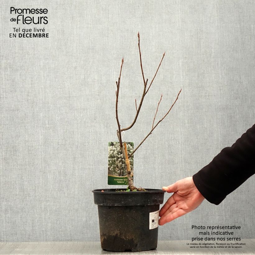 Amostra de Amelanchier laevis Ballerina Vaso de 7,5 L/10 L tal como entregue no inverno