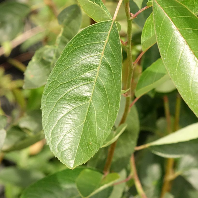 Amelanchier laevis Ballerina (Folhagem)