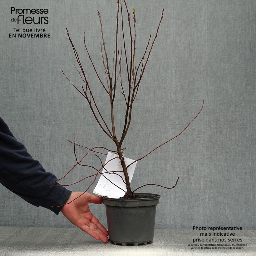 Amostra de Amelanchier canadensis Vaso de 2 L/3 L tal como entregue no outono