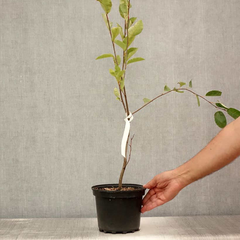 Amostra de Amelanchier canadensis Vaso de 2 L/3 L tal como entregue no verão