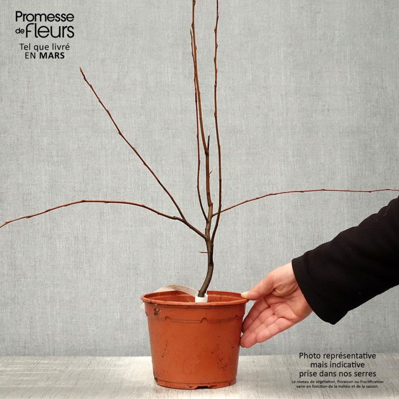 Amostra de Amelanchier canadensis Vaso de 2 L/3 L tal como entregue na primavera