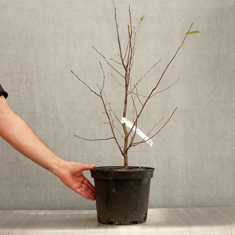 Amostra de Amelanchier canadensis Vaso de 7,5 L/10 L tal como entregue no outono