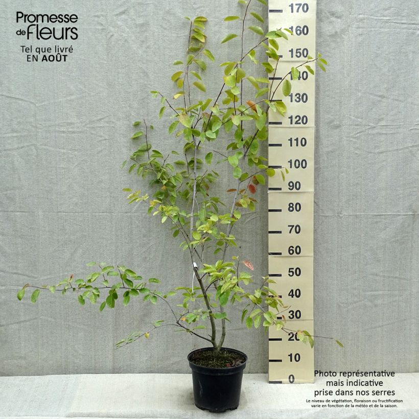 Amostra de Amelanchier canadensis Vaso de 7,5 L/10 L tal como entregue no verão