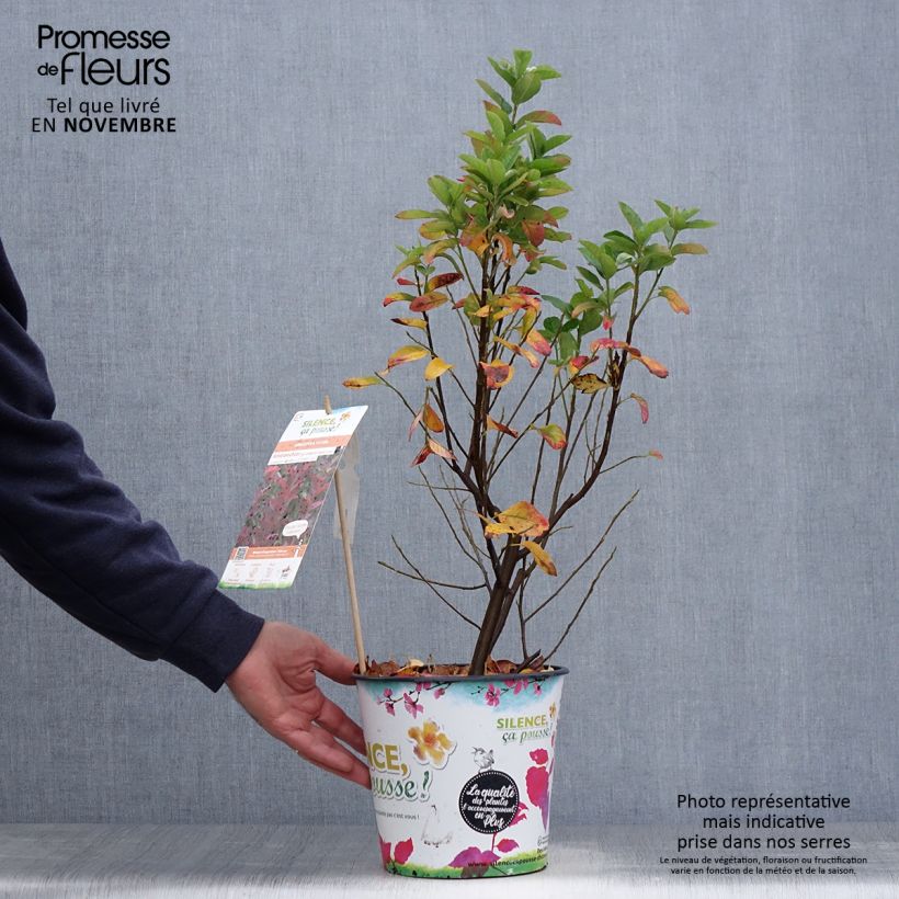 Amostra de Amelanchier canadensis October Flame Vaso de 4 L/5 L tal como entregue no outono