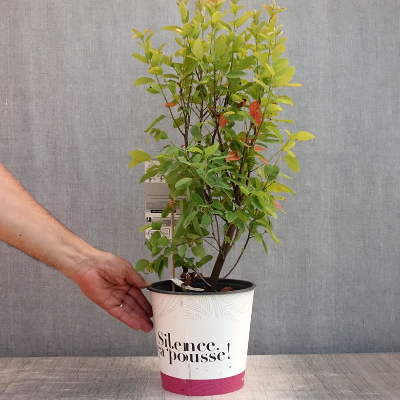 Amostra de Amelanchier canadensis October Flame Vaso de 4 L/5 L tal como entregue no verão
