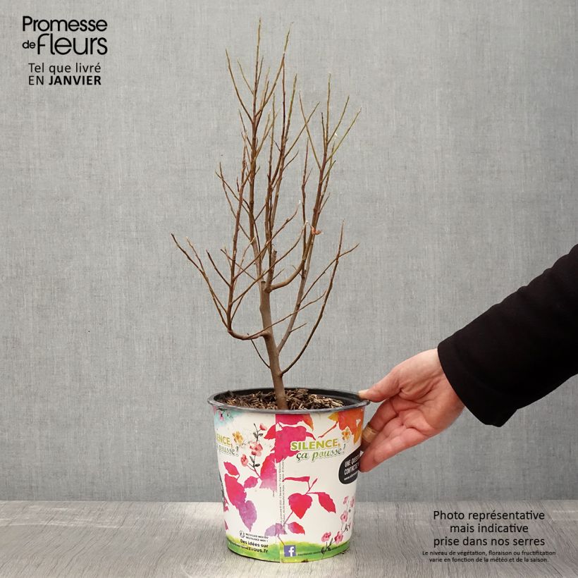 Amostra de Amelanchier canadensis October Flame Vaso de 4 L/5 L tal como entregue no inverno