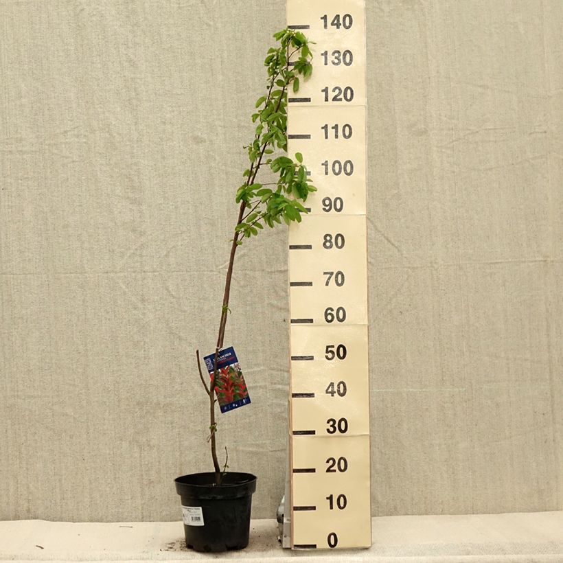 Amostra de Amelanchier canadensis October Flame Vaso de 4 L/5 L tal como entregue na primavera