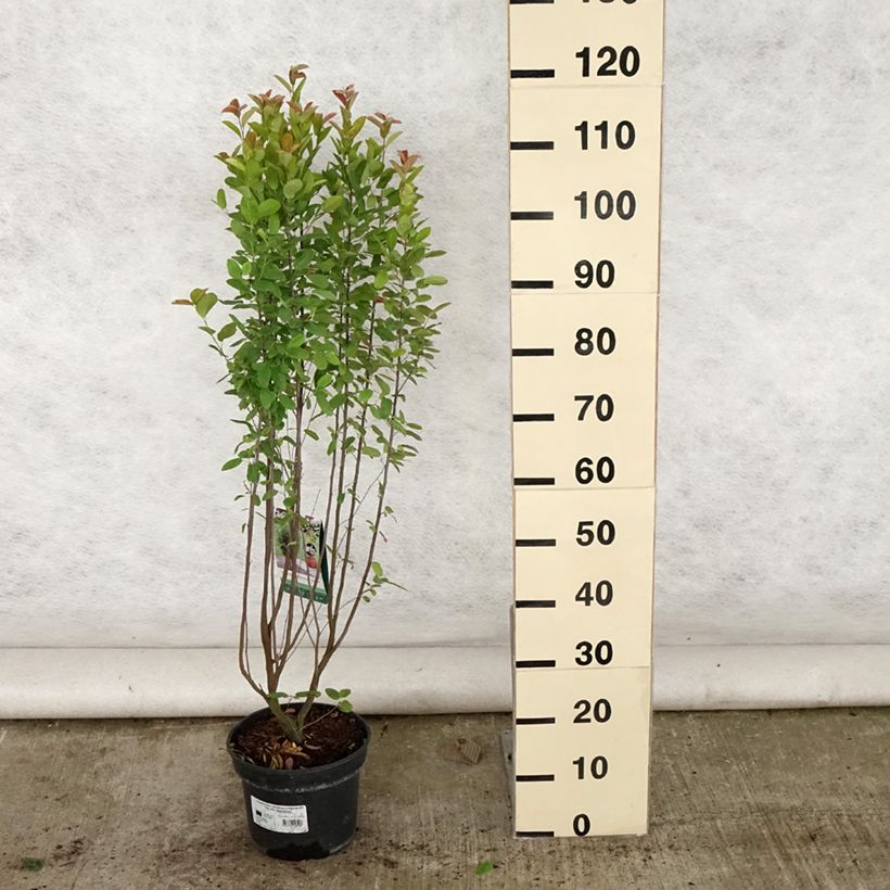 Amostra de Amelanchier canadensis Rainbow Pillar Vaso de 4 L/5 L tal como entregue no verão
