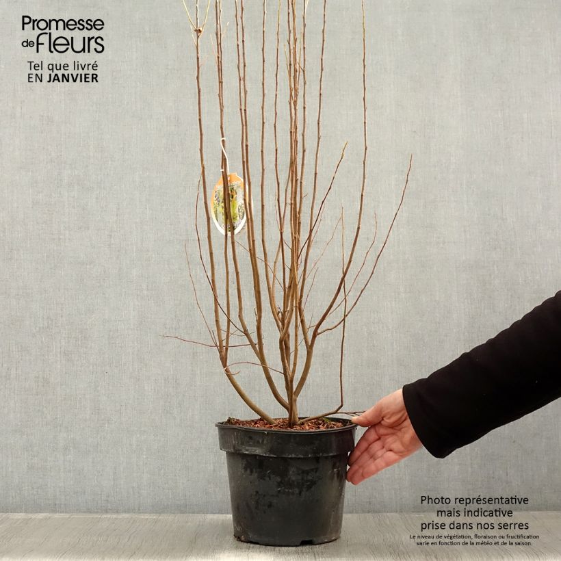 Amostra de Amelanchier canadensis Rainbow Pillar Vaso de 4 L/5 L tal como entregue no inverno