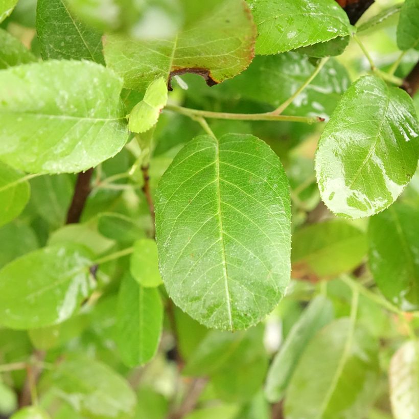 Amelanchier canadensis Rainbow Pillar (Folhagem)