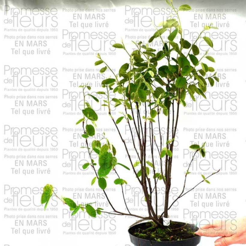Exemplo de amostra de Amélanchier en épis - Amelanchier spicata Pot de 3L/4L tal como entregue