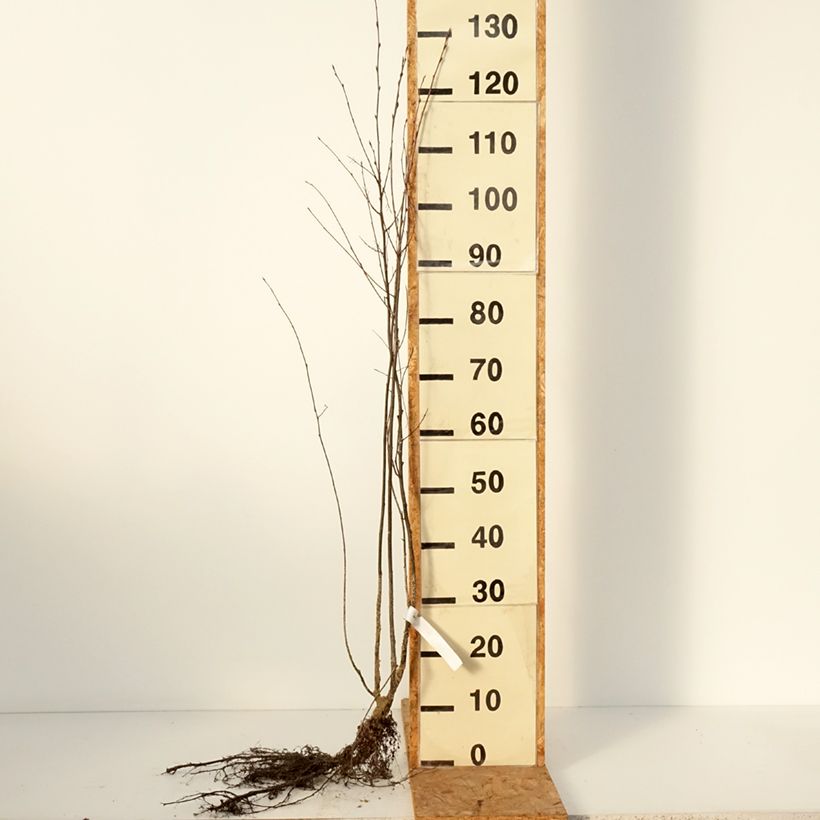 Amostra de Amelanchier spicata Raízes nuas tal como entregue no inverno