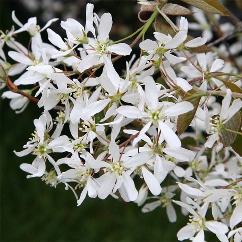 Amelanchier lamarckii (Floração)