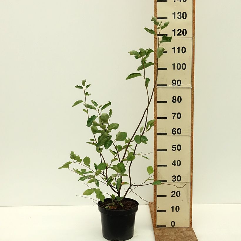 Amostra de Amelanchier lamarckii Vaso de 7,5 L/10 L tal como entregue no verão