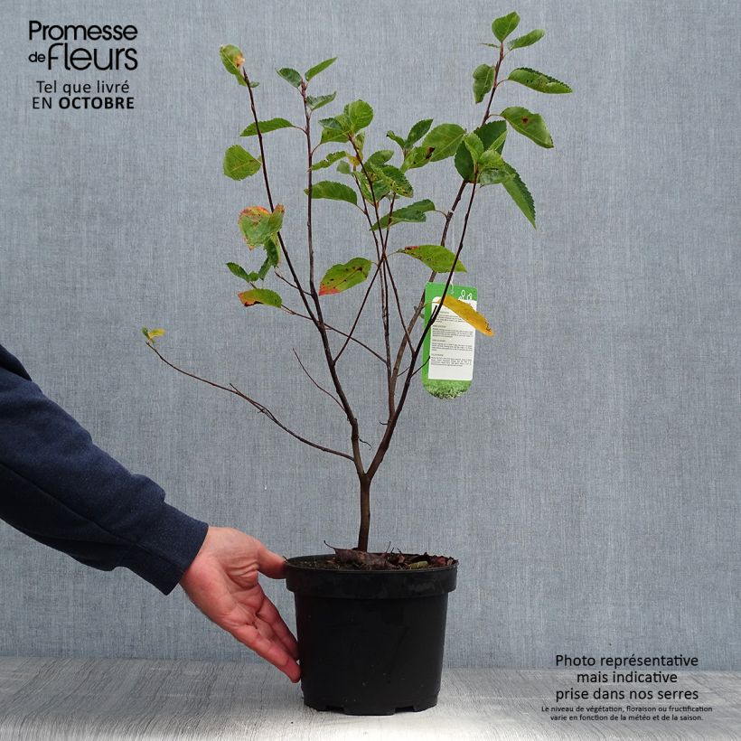 Amostra de Amelanchier lamarckii Vaso de 3 L/4 L tal como entregue no outono