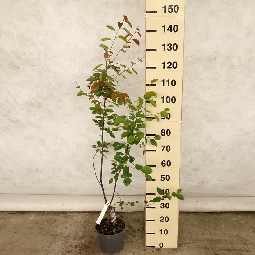 Amostra de Amelanchier lamarckii Vaso de 3 L/4 L tal como entregue no verão