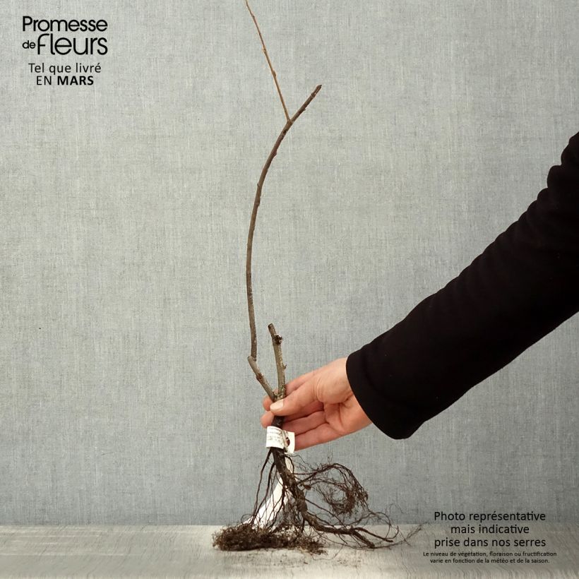 Amostra de Amelanchier lamarckii Raízes nuas tal como entregue na primavera