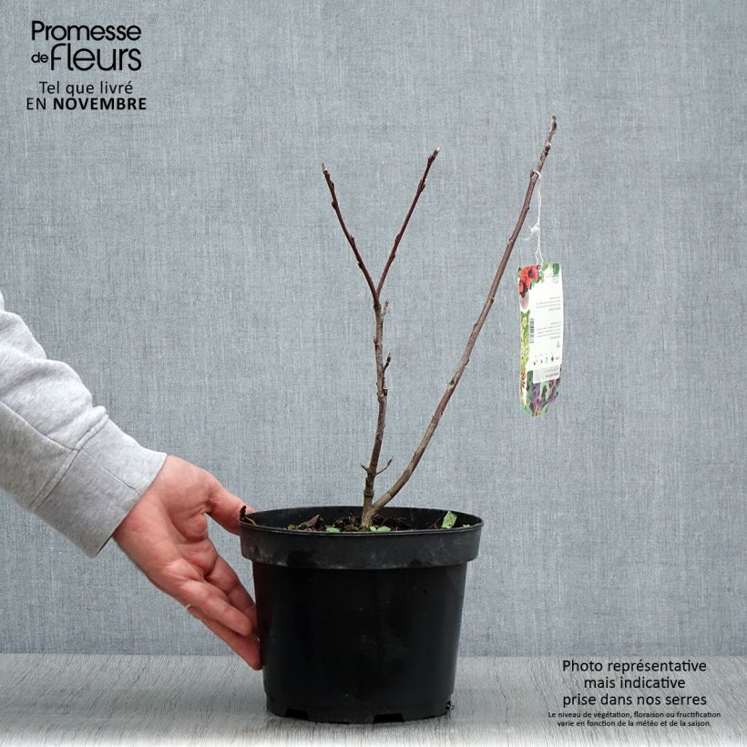 Amostra de Amelanchier alnifolia Smoky Vaso de 2 L/3 L tal como entregue no outono