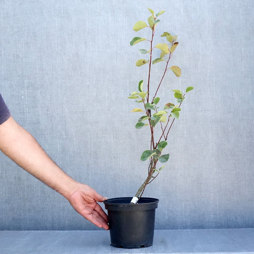 Amostra de Amelanchier alnifolia Smoky Vaso de 2 L/3 L tal como entregue no verão