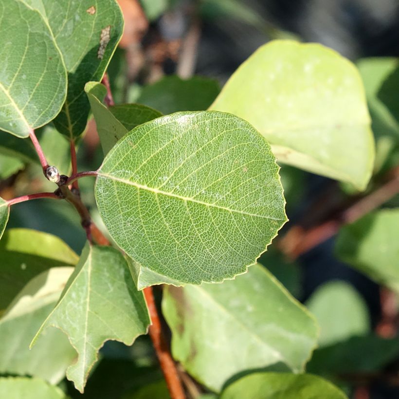 Amelanchier alnifolia Smoky (Folhagem)