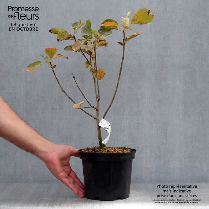 Amostra de Amelanchier alnifolia Thiessen Vaso de 2 L/3 L tal como entregue no outono