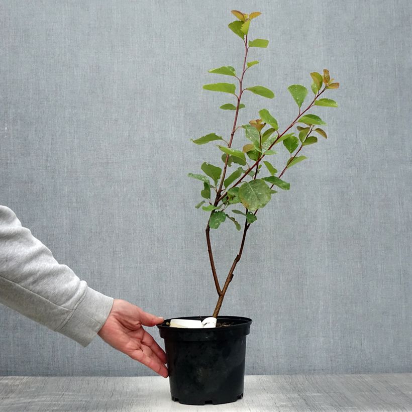 Amostra de Amelanchier alnifolia Thiessen Vaso de 2 L/3 L tal como entregue no verão