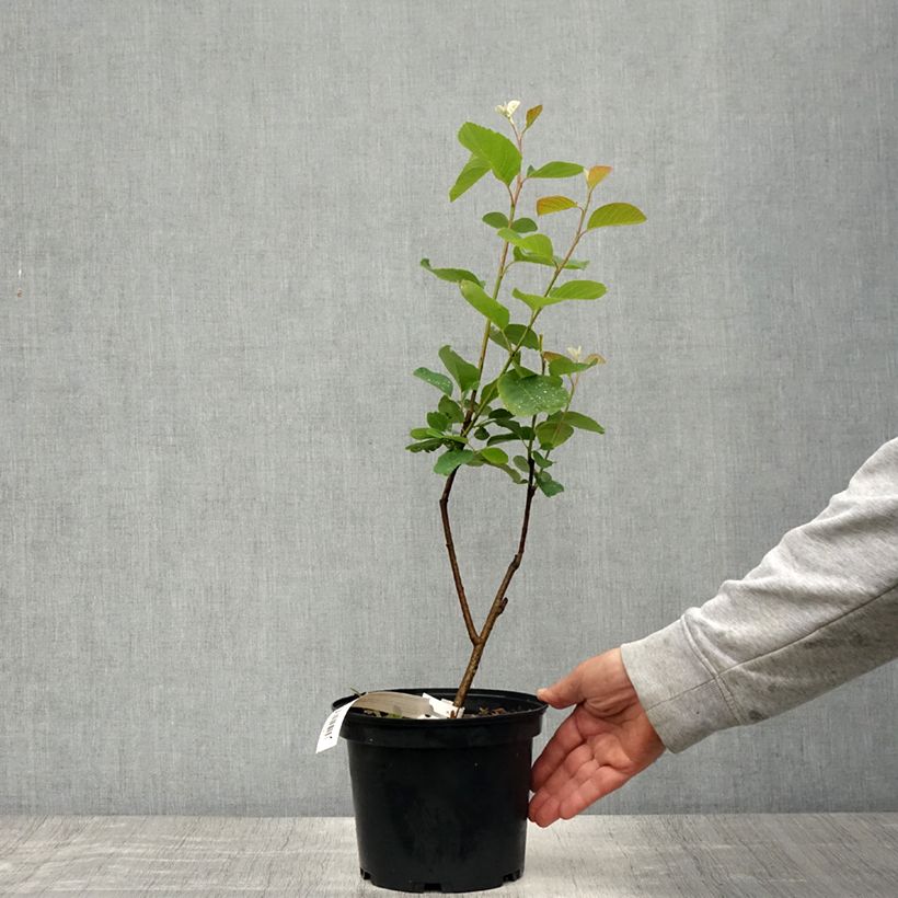 Amostra de Amelanchier alnifolia Thiessen Vaso de 2 L/3 L tal como entregue na primavera
