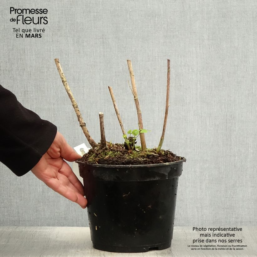 Amostra de Amicia zygomeris Vaso de 4 L/5 L tal como entregue na primavera