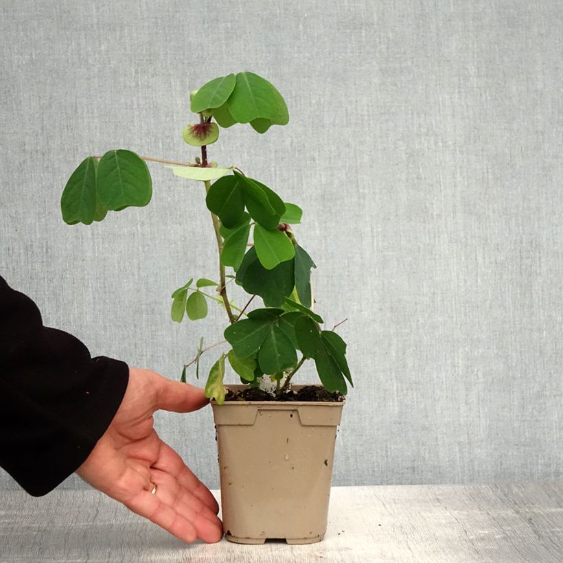 Amostra de Amicia zygomeris Vaso de 1 L/1,5 L tal como entregue na primavera