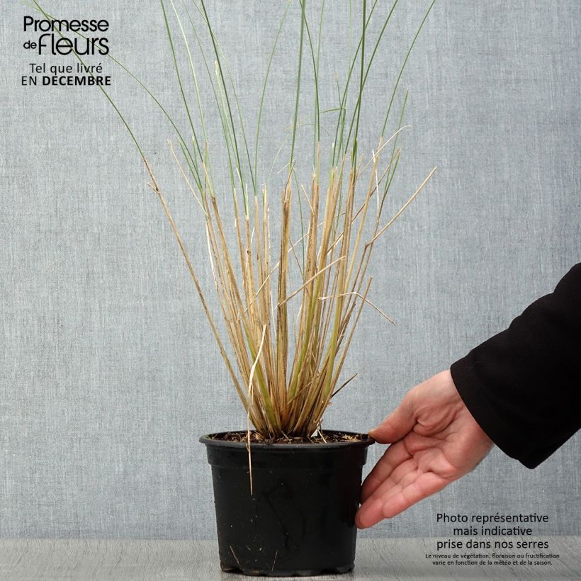 Amostra de Ammophila arenaria - Estorno Vaso de 2 L/3 L tal como entregue no outono