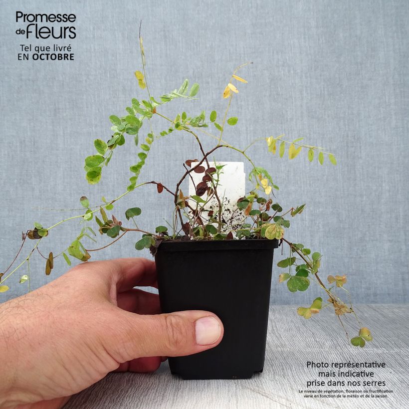 Amostra de Amorpha canescens - Falso-índigo Vaso de 8/9 cm tal como entregue no outono