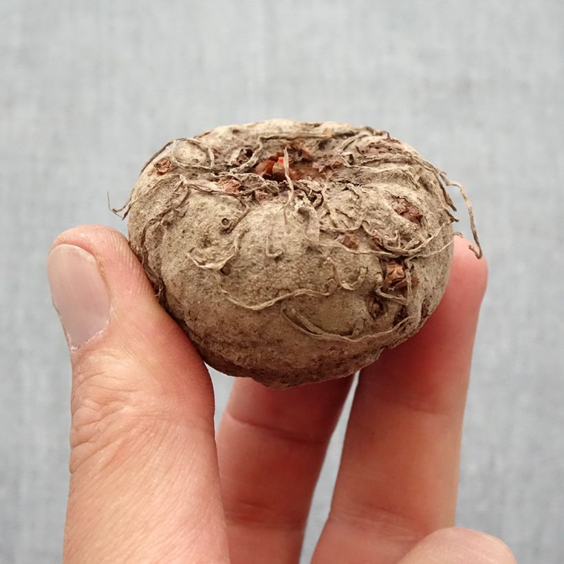 Amostra de Amorphophallus napalensis Bulbe Kaliber/Größe 16+ tal como entregue na primavera