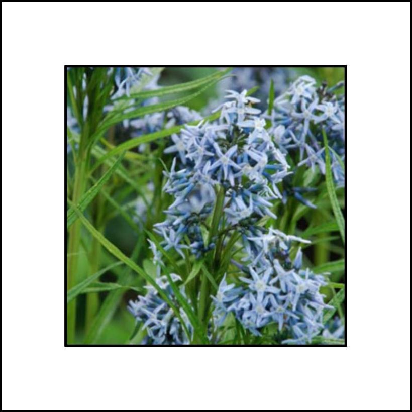 Amsonia Ernst Pagels (Floração)