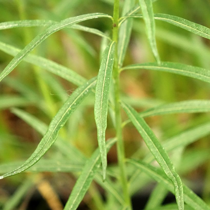 Amsonia Ernst Pagels (Folhagem)