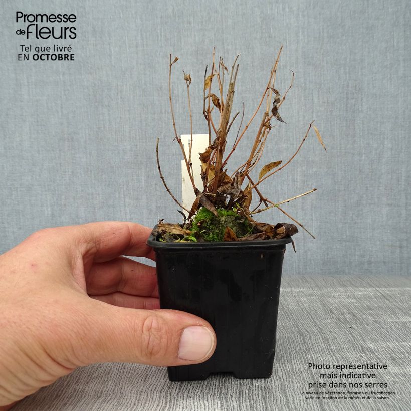 Amostra de Amsonia Blue Ice Vaso de 8/9 cm tal como entregue no outono