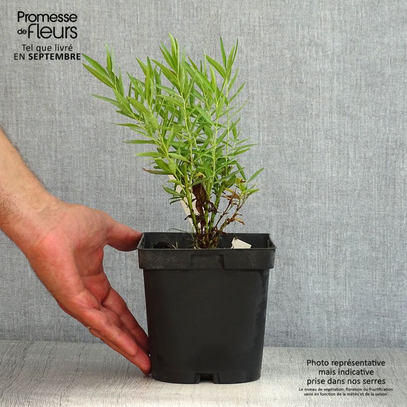 Amostra de Amsonia Blue Ice Vaso de 2 L/3 L tal como entregue no verão