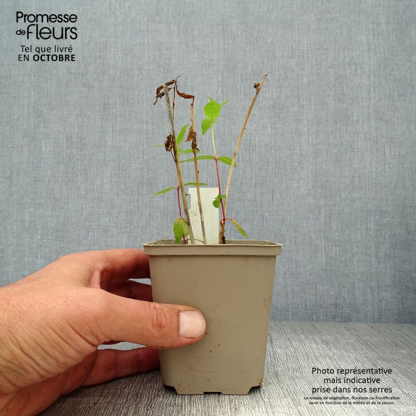 Amostra de Amsonia orientalis Vaso de 8/9 cm tal como entregue no outono